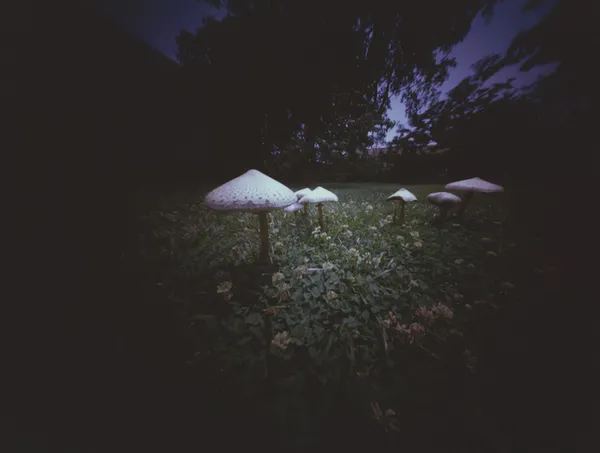 Willie Anne Wright, Tappahannock, Virginia: Fairy Ring at Jeff's , 1985