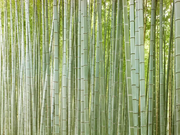 Josef Hoflehner, Bamboo Forest II, Japan , 2013
