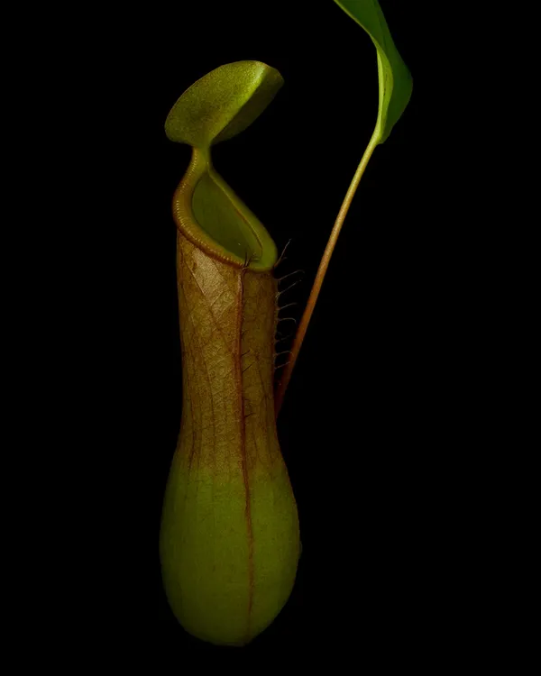 Ron Van Dongen, Nepenthes ventrata (RSL008), 2012