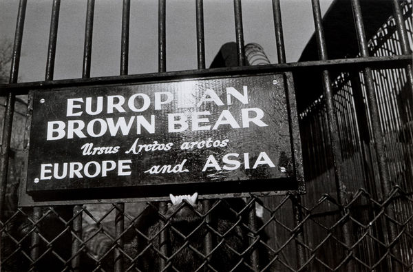 Garry Winogrand Central Park Zoo, New York City, New York, 1962 $4,500