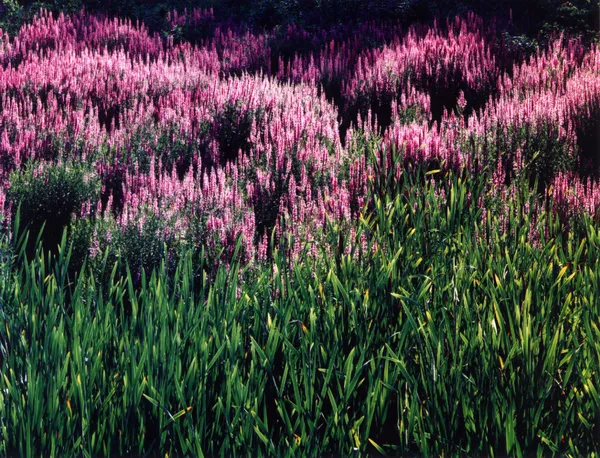 John Wawrzonek, Last Light and Loosestrife