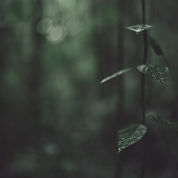 Mona Kuhn, Jungle Dew, 2009