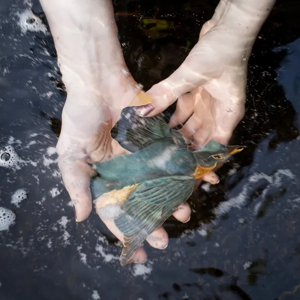 Cig Harvey, The Blue Bird, Rockport, Maine, 2014