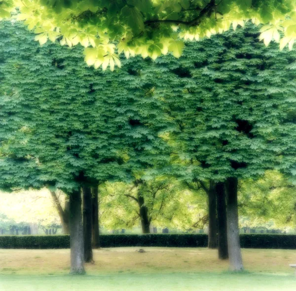 Lynn Geesaman, Parc de Sceaux, France, (4-07-19c-10), 2007