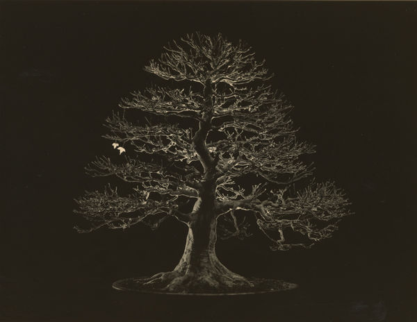 Yamamoto Masao, Bonsai #4014, 2018