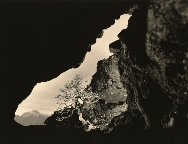 Yamamoto Masao, Bonsai #4011, 2018