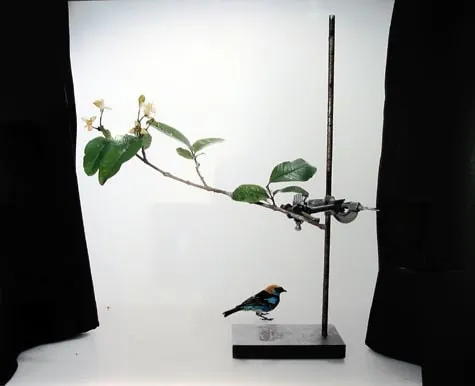 Sanna Kannisto, Leptophis Ahaetulla, 2006