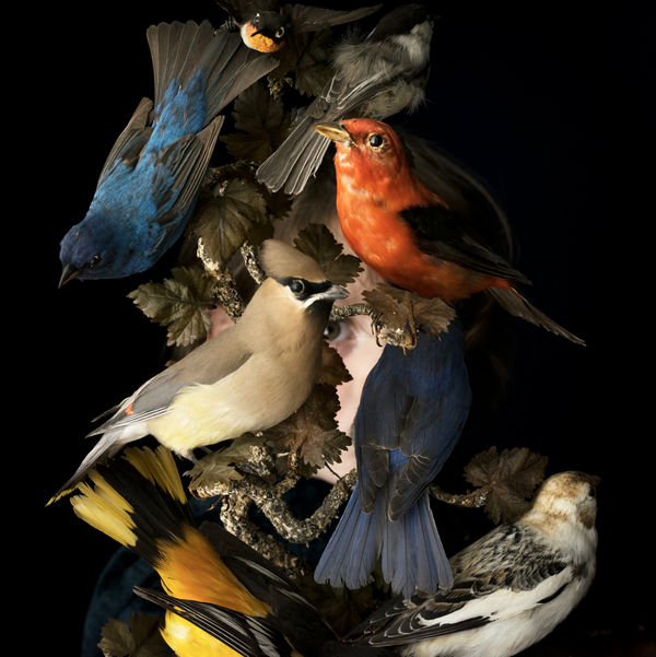 Cig Harvey, Birds of New England, Rockport, Maine, 2016