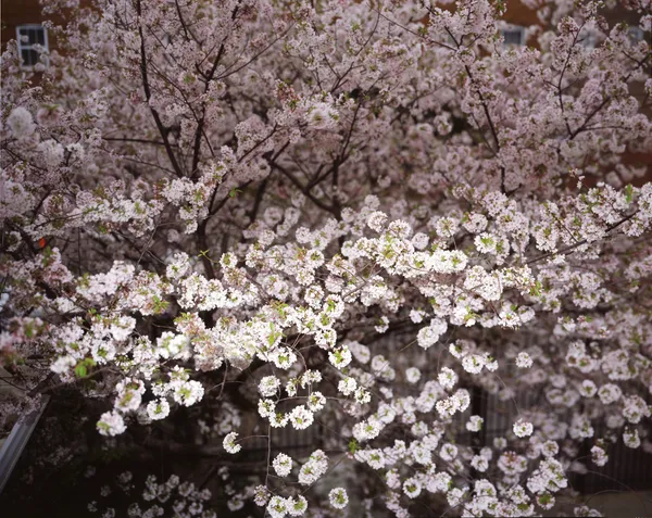 Angela West, Cherry Blossom, 2010
