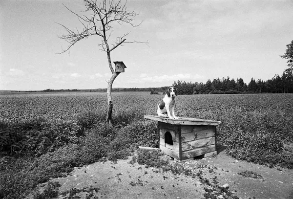 Arthur Grace, Coon Dog, Washington County, Maine, 1974