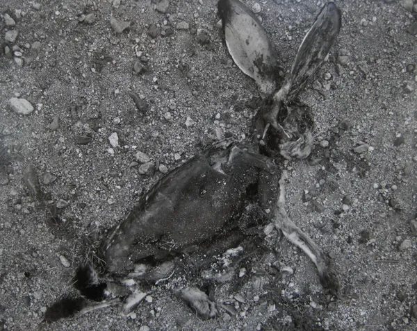 Frederick Sommer, Jack Rabbit, 1936