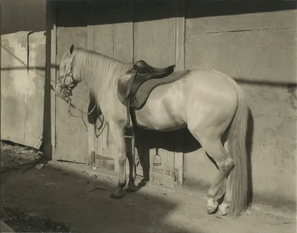 Richard Benson, Hector Morales's Horse Don Pedro, San Juan, Puerto Rico, 1970s