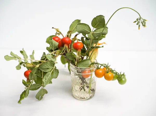 Carolyn Carr, Tomatoes and Rose Hips