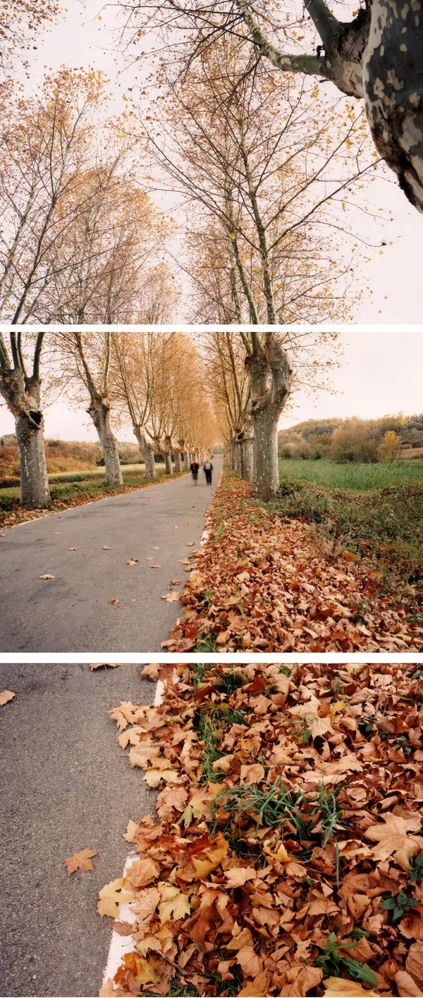 David Hilliard, Vic, 1995