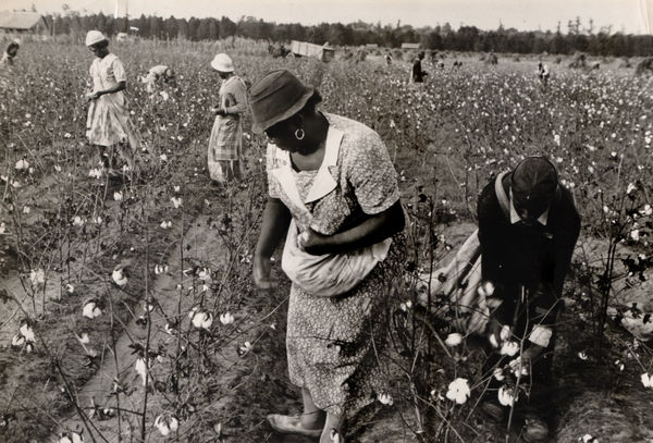 Ben Shahn, Cotton Pickers, Pulaski County, Arkansas, 1935