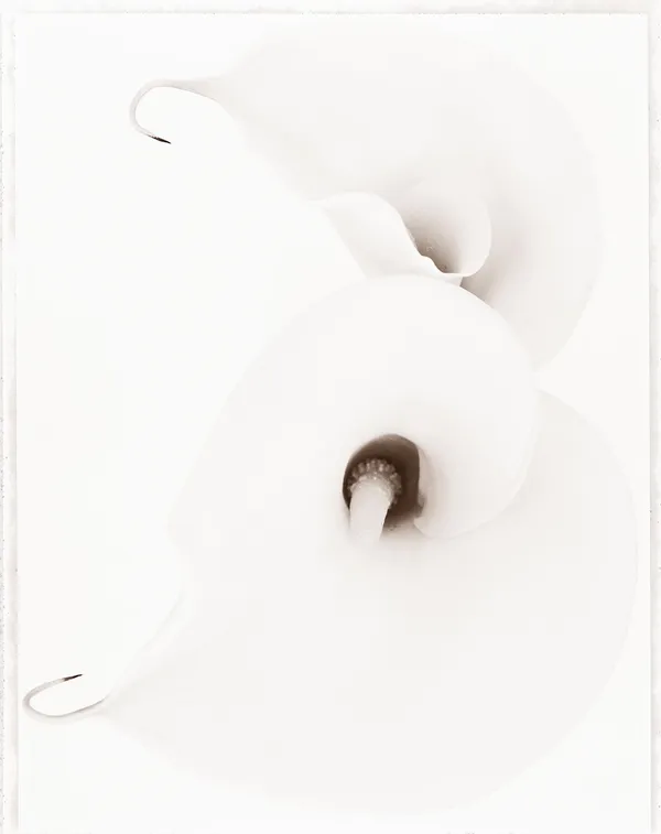 Ron Van Dongen, Zantedeschia aethiopica II (WOW044), 2000
