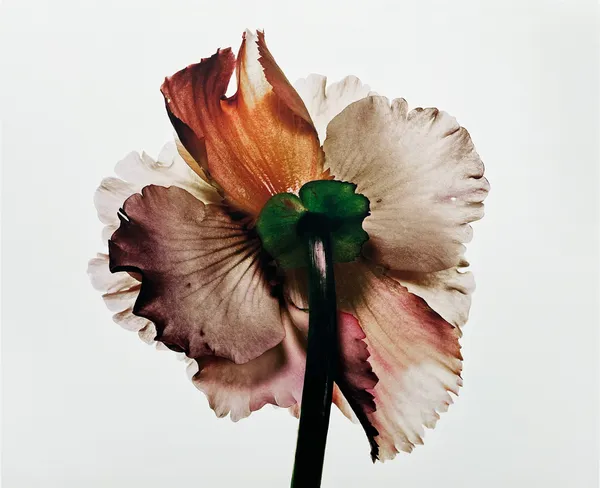 Irving Penn, Tuberous Begonia, New York, 1973