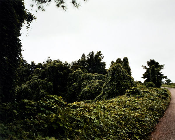 William Christenberry, Kudzu (Road to Right), near Akron, Alabama, 1978
