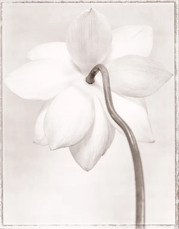 Ron Van Dongen, Nelumbo nucifera 'Maya' II (SL124X), 2000