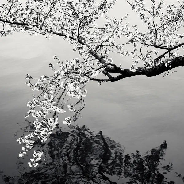 Josef Hoflehner, Cherry Blossoms, Study 3, Washington DC, 2011
