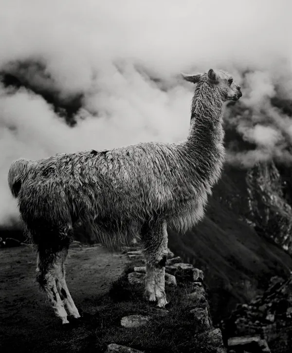 Joseph Guay, Machu Picchu Llama, Peru, 2002