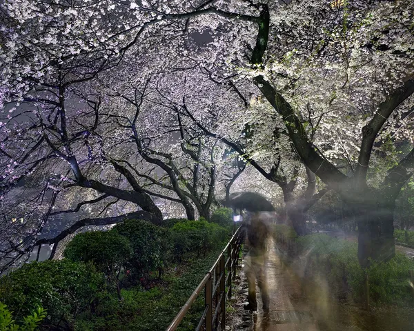 Matthew Pillsbury, Hanami #15, Chidorifugachi, Thursday, April 3rd, 2014