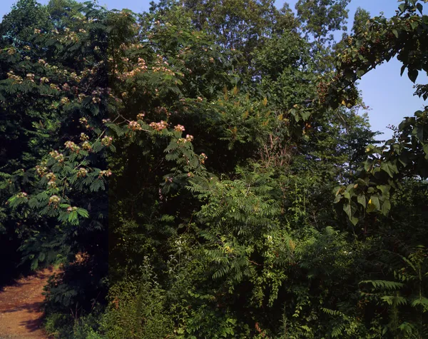 Angela West, Trashy Trees, 2006