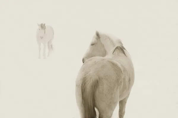 Jack Spencer, Snow Ponies 2, 2006