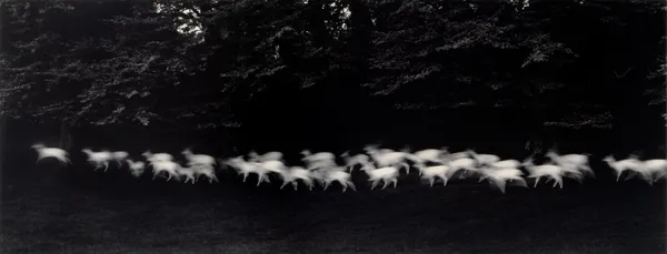 Paul Caponigro, Running White Deer, County Wicklow, Ireland, 1967