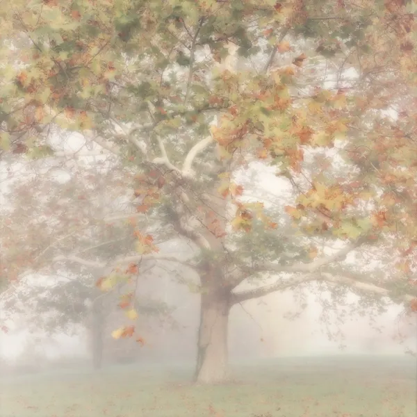 Lynn Geesaman, Bernheim Arboretem, KY, (10-99-6c-4), 1999