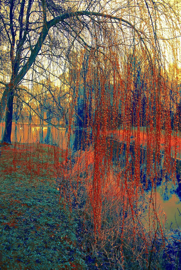 Erik Madigan Heck Untitled, The Garden, 2019