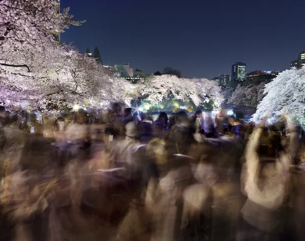 Matthew Pillsbury, Hanami #23, Chidorigafuchi, Monday March 30th 2015