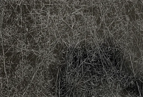 Harry Callahan, Rhode Island (Grasses), 1965