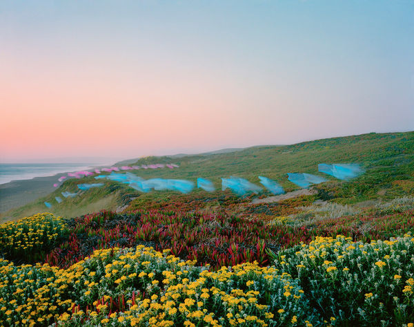 Thomas Jackson, Tulle no. 3, Point Reyes National Seashore, 2019