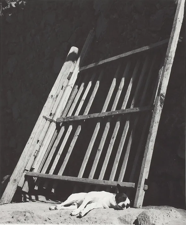 Manuel Álvarez Bravo, Los Perros durmiendo ladran (Sleeping Dogs Bark), 1966