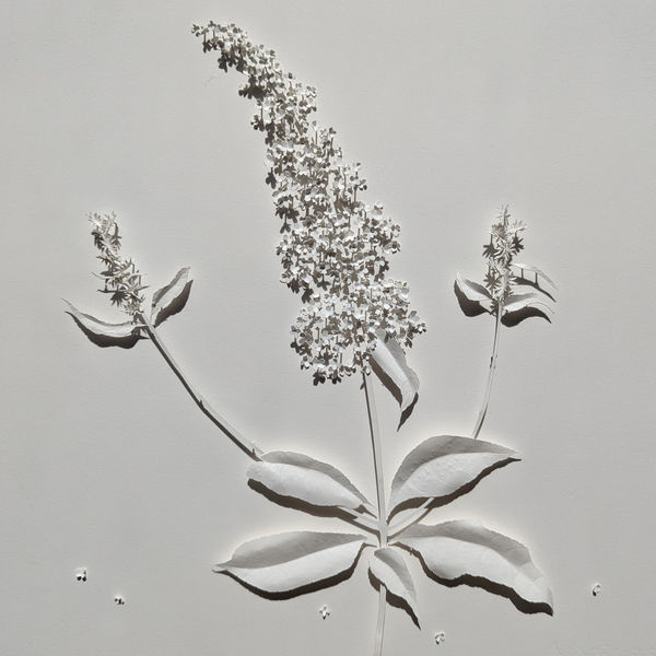 Rachel Shaw Ashton, Since I Was 10 Years Old - Buddleia