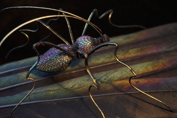 Bridget Bailey, Insects