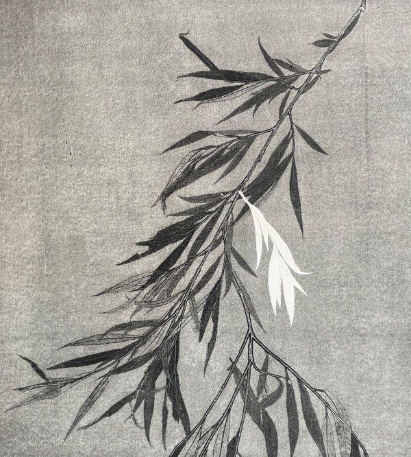 Patricia Swannell, Salix