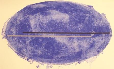 Gretchen ALBRECHT, Atoll, 24/40, 2002