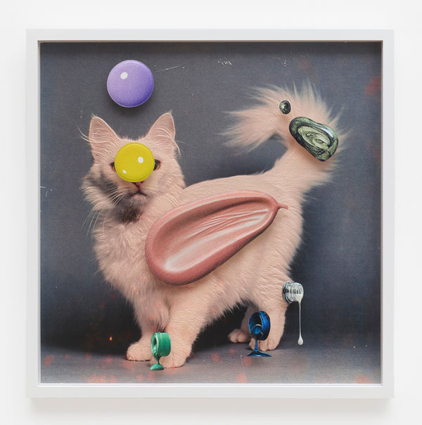 Teppei Kaneuji, Sea and Pus (Photograph of Cat) #3 , 2022
