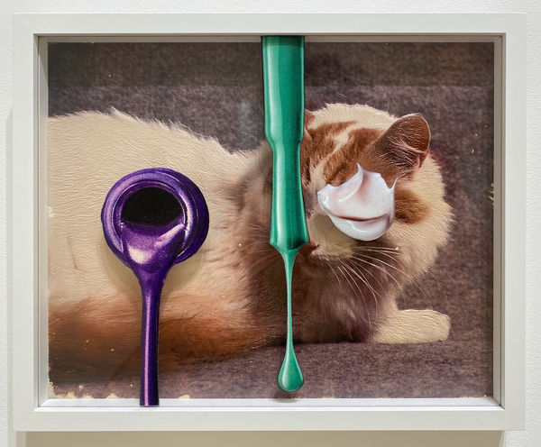 Teppei Kaneuji, Sea and Pus (Photograph of Cat) #8 , 2022