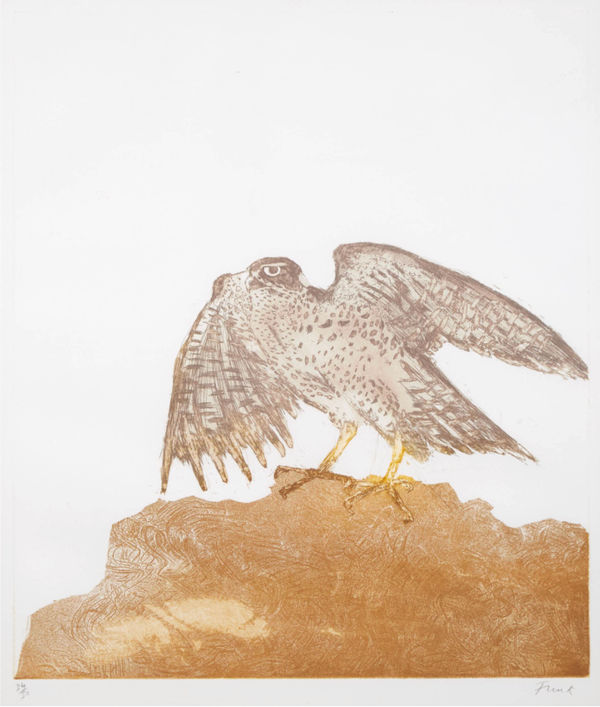 Goshawk, from Birds of Prey