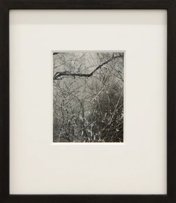 Harry Culy, Untitled (Tangle), Wellington, 2020