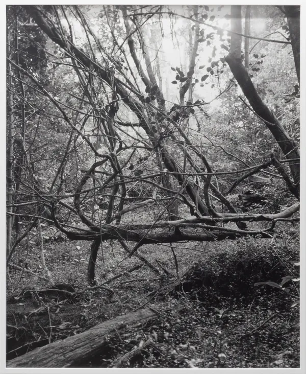 Harry Culy, Untitled (Vines II), 2021