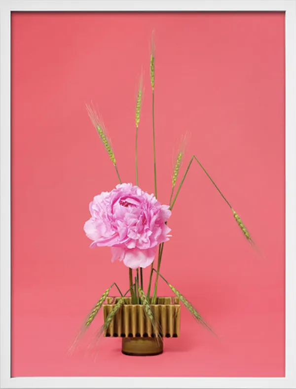 Ann Shelton, The Influencer, Peony (Paeonia Sp.), 2020