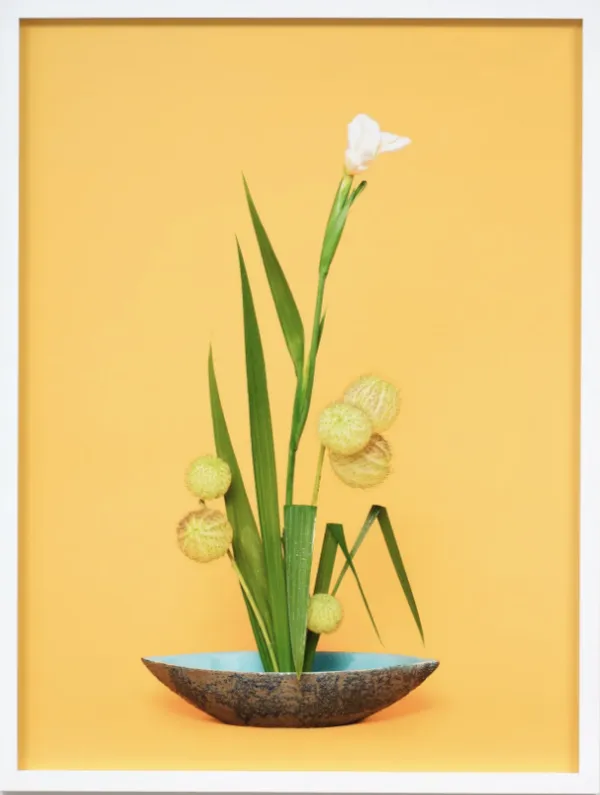 Ann Shelton, The Super Model, Iris (Iridaceae sp.), 2020