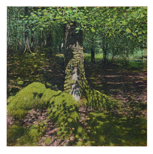 Andrew Gifford, Dappled Light on Oak Tree Stump, Dolgellau, Ganllwyd, 2025