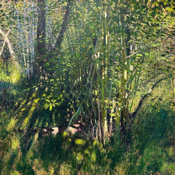 Andrew Gifford, Light on Coppiced Hazel, Glasdrum Wood, 2025