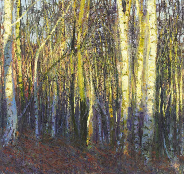 Andrew Gifford, Silver Birches, Afternoon Light, Carlton Bank, January 2020, 2020