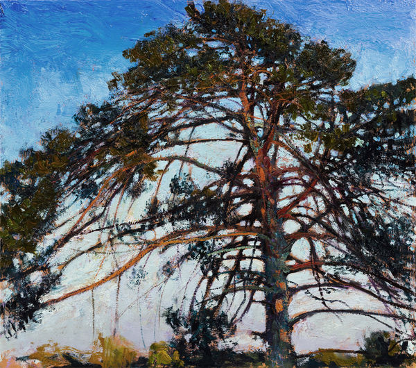 Andrew Gifford, Sussex Scots Pine, September, 2020